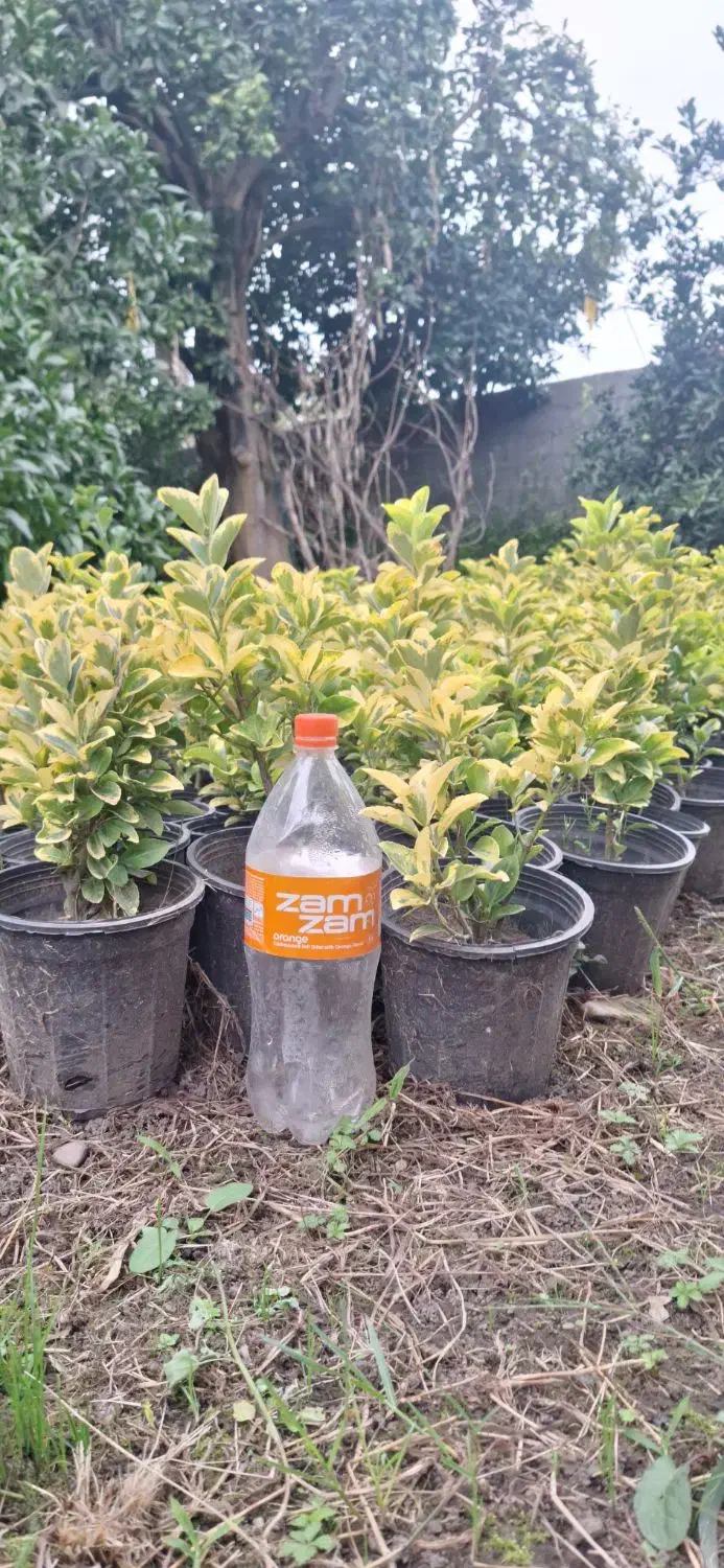 فروش شمشاد طلایی/ لافسون /کامایا/یاس هلندی|خدمات باغبانی و درختکاری|تهران, شهرک آپادانا|دیوار