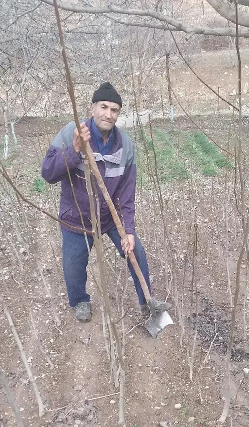 نهال گردو|گل و گیاه طبیعی|آشخانه, |دیوار