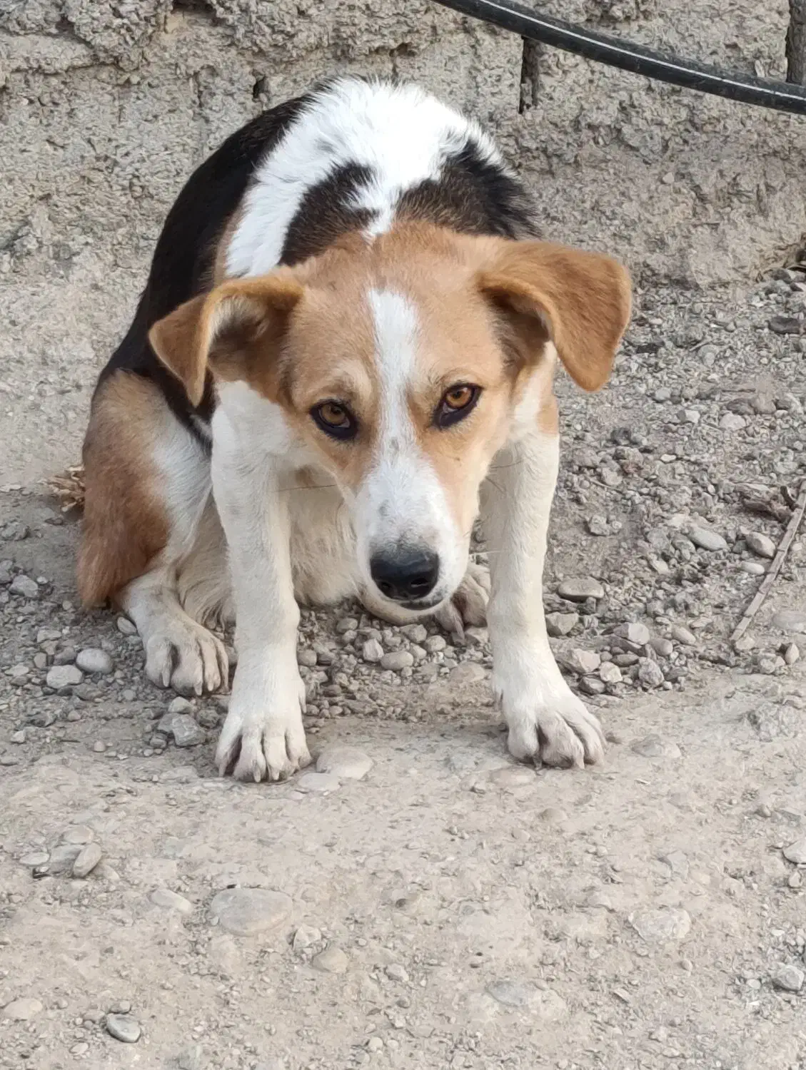 پیدا شده|سگ|بهبهان, |دیوار