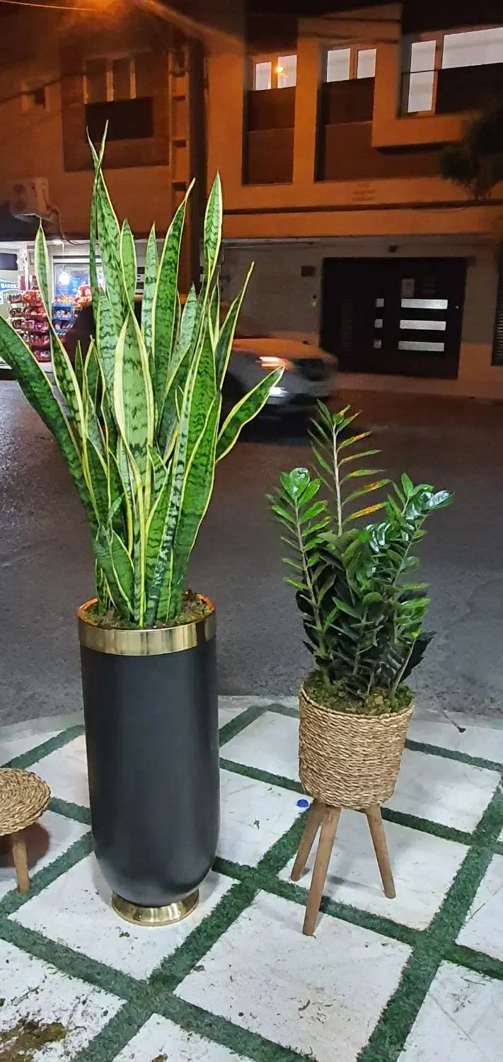 فیلندرون کنگره ای|گل و گیاه طبیعی|قم, انسجام|دیوار