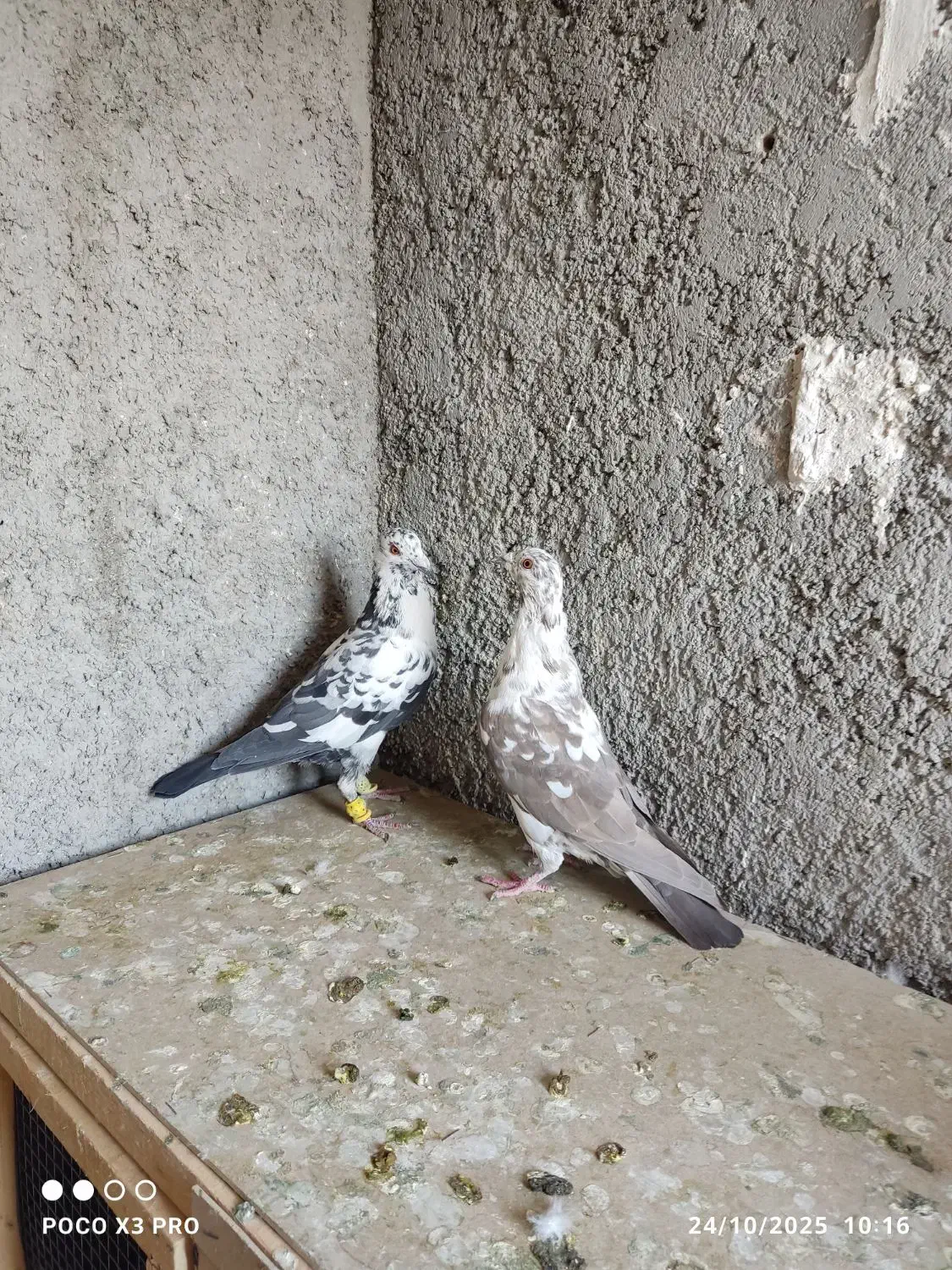 کبوتر|پرنده|شیراز, جوادیه|دیوار
