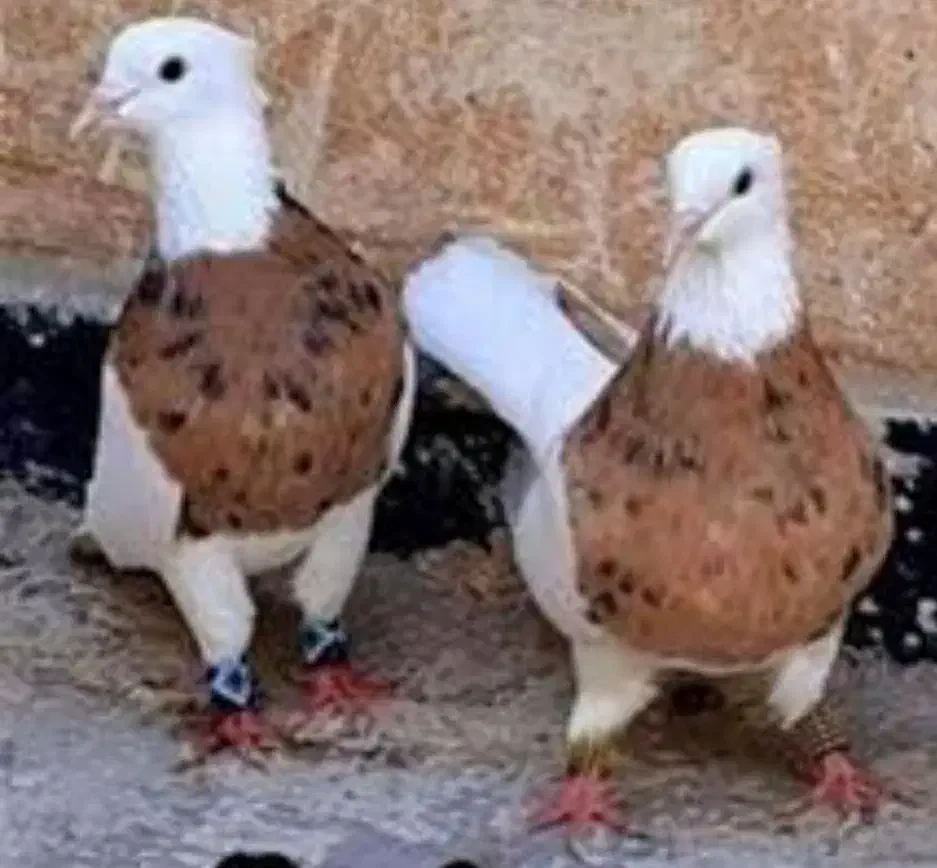 باربند پژو کفتر یا کبوتر|پرنده|شیراز, شهرک گلها|دیوار