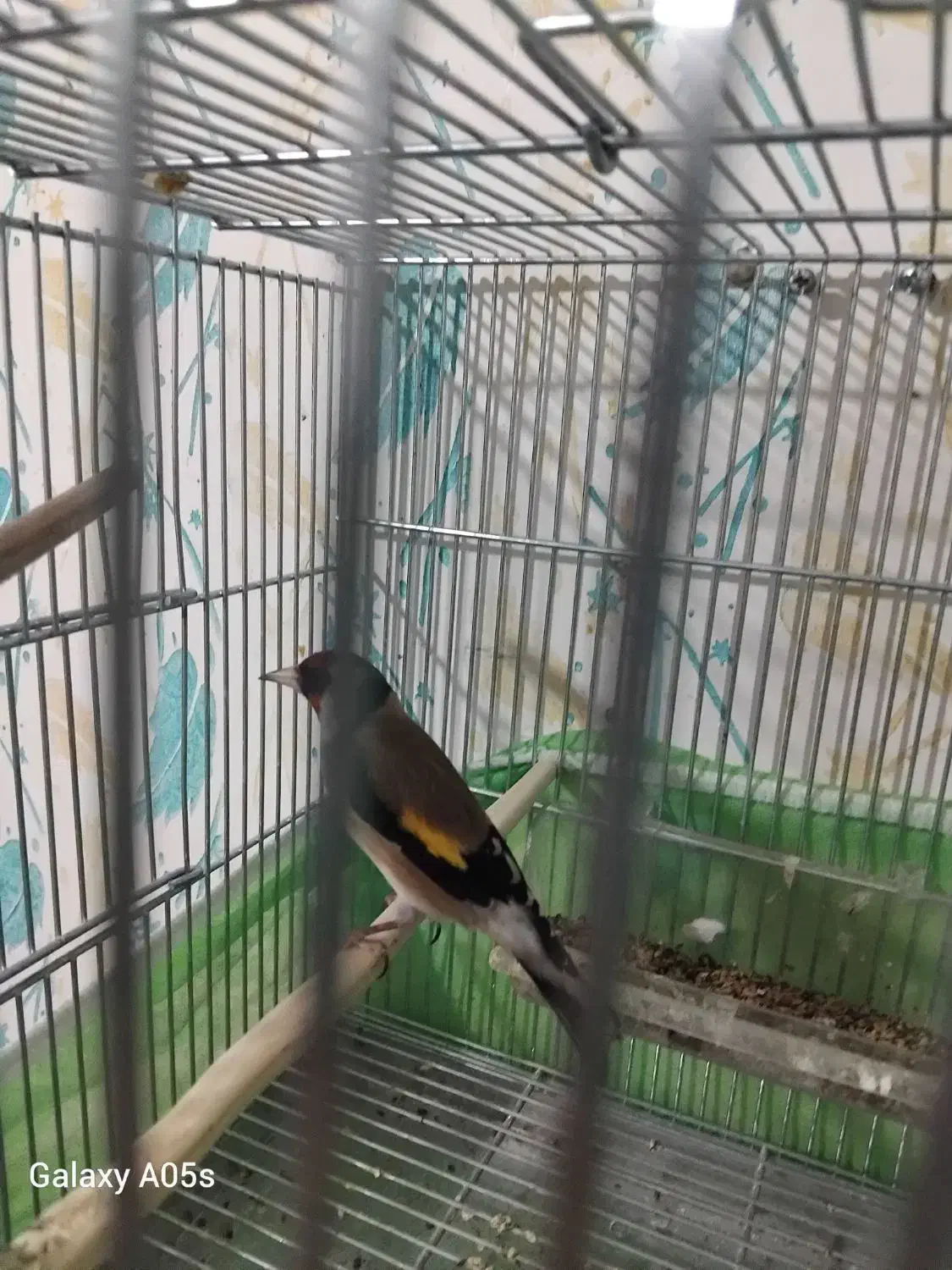 سهره بخوان|پرنده|اردبیل, |دیوار