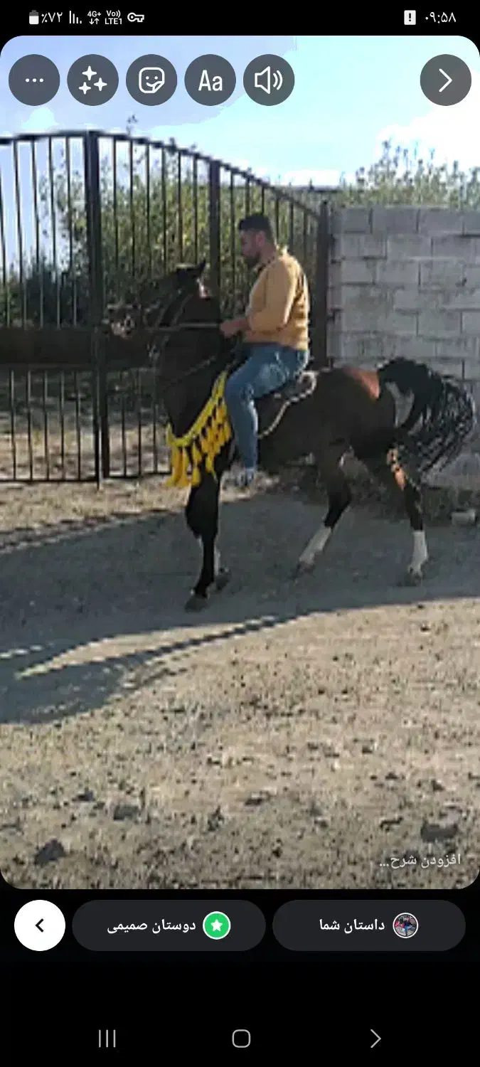 نریان سردار|اسب و تجهیزات اسب‌سواری|مشگین شهر, |دیوار