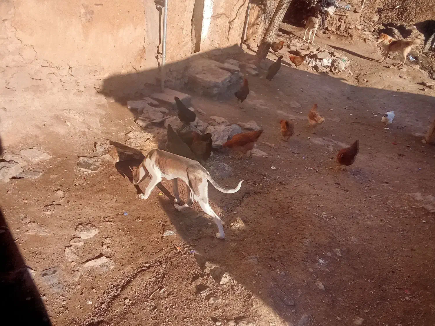 سگ تازی|سگ|کلاترزان, |دیوار