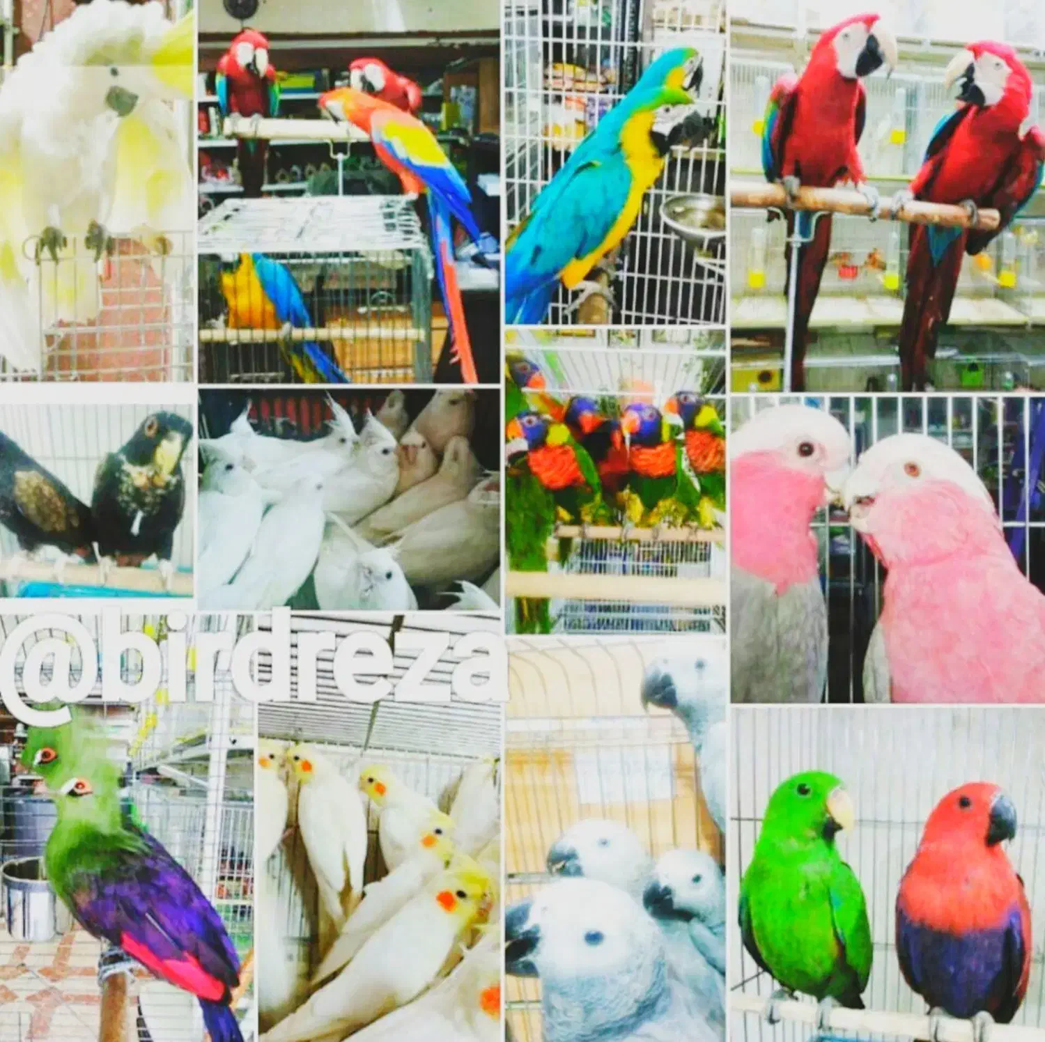 سهره قناری مست|پرنده|شیراز, فرودگاه شهید دستغیب شیراز|دیوار