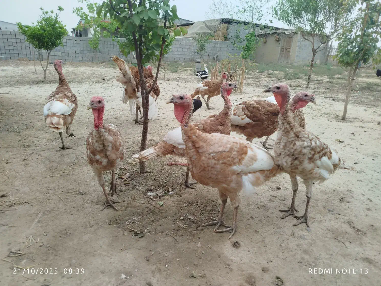 بوقلمون بوربون قرمز امریکایی|حیوانات مزرعه|سیمین شهر, |دیوار