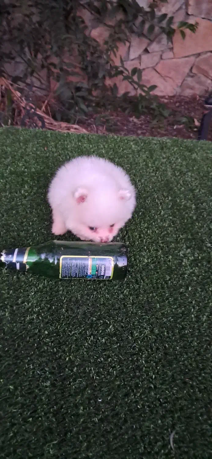 سگ پامر خرسی سایز ریز|سگ|قائم‌شهر, |دیوار