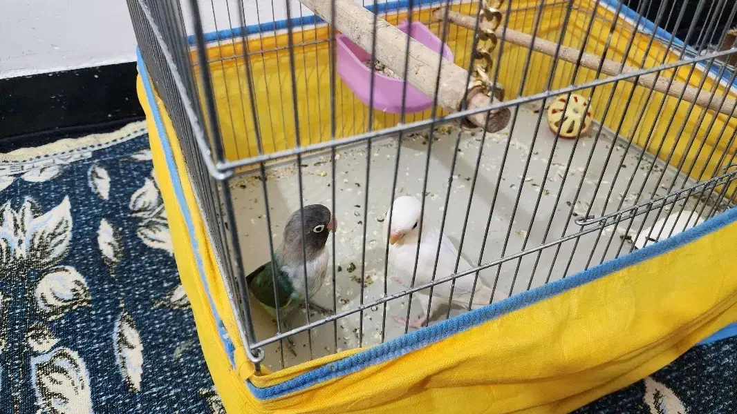 طوطی برزیلی فول دستی اهلی|پرنده|بندر کنگان, |دیوار