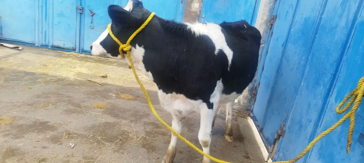 گاو گوساله تلیسه|حیوانات مزرعه|مرودشت, شهرک مهدیه|دیوار