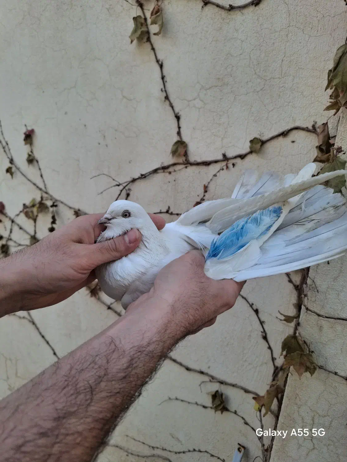 کبوترپرشی|پرنده|ارومیه, |دیوار