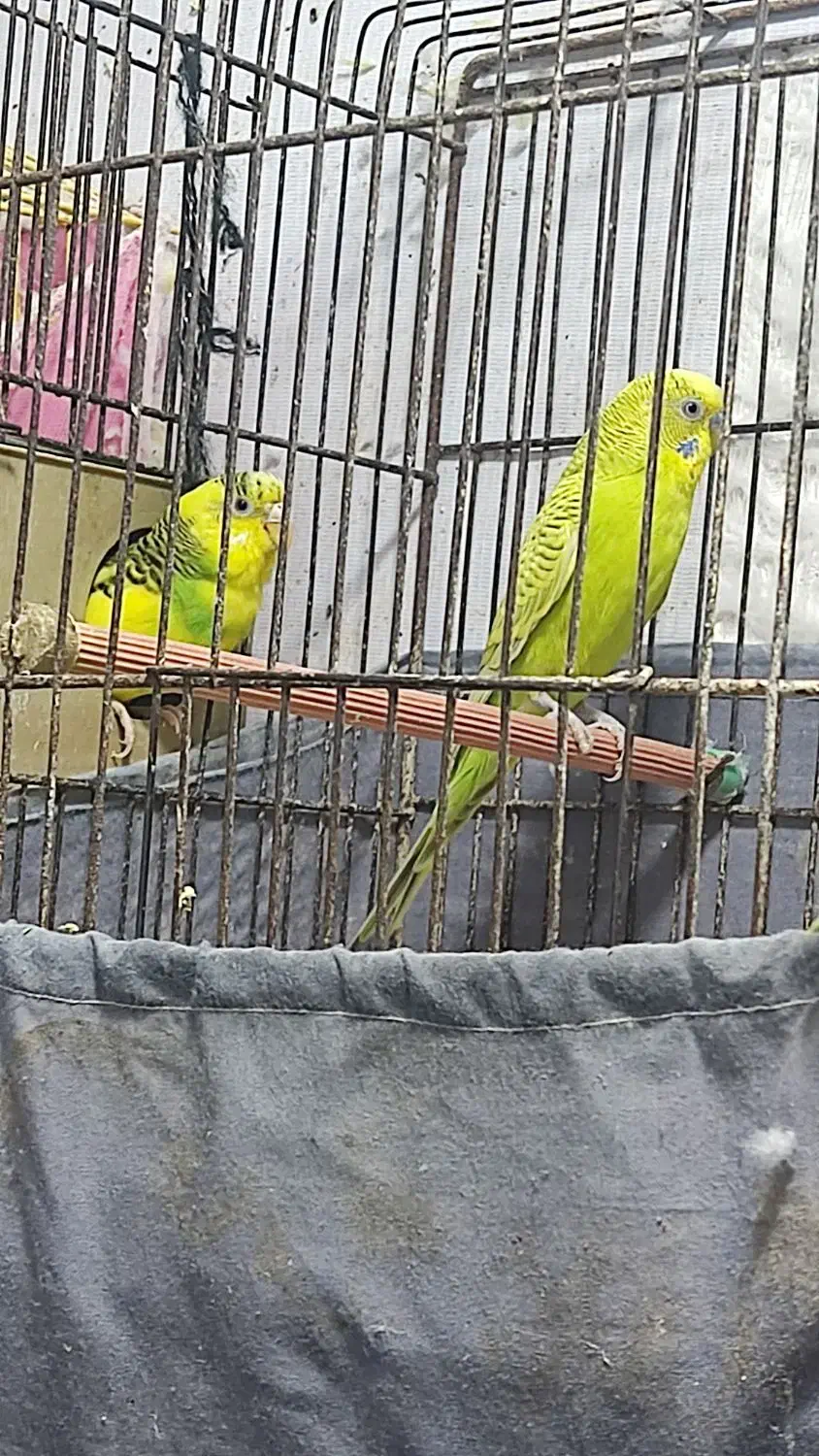 فروش دوجفت مرغ عشق و دوعدد فیشر|پرنده|رشت, جماران|دیوار