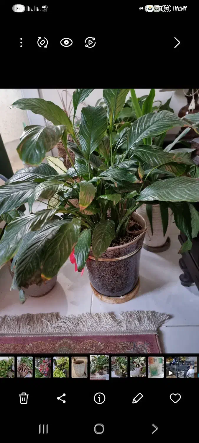 گل و گلدان اپارتمان ۲۳ عدد یکجا|گل و گیاه طبیعی|پردیس, فاز ۳|دیوار