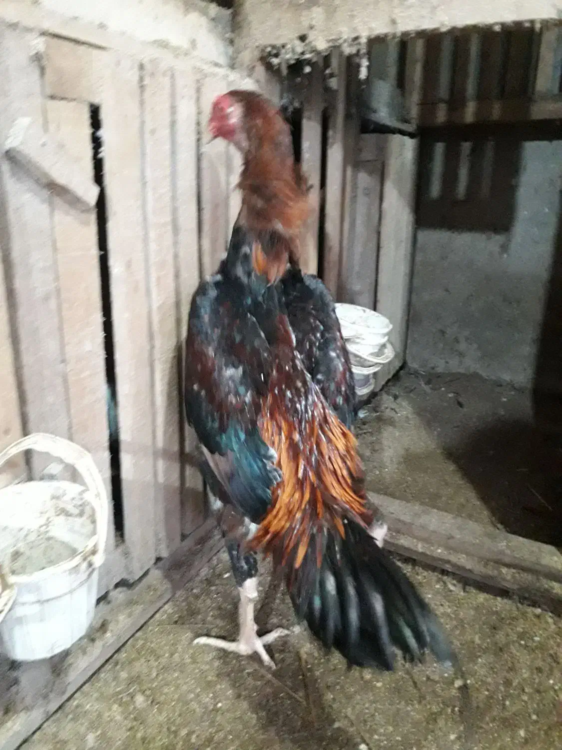 مرغ|حیوانات مزرعه|لاهیجان, انقلاب|دیوار