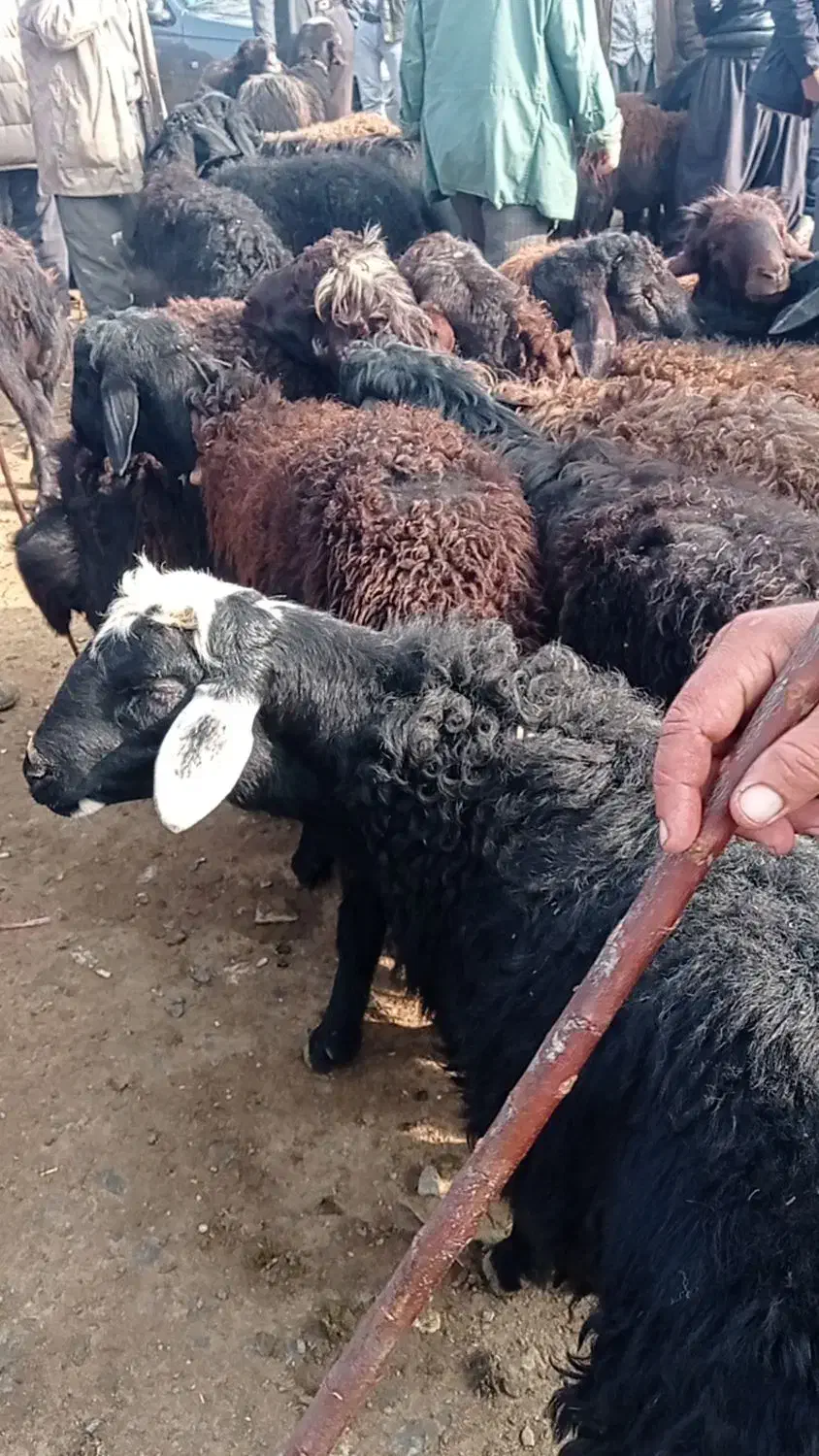 گوسفند های نر گوشتی|حیوانات مزرعه|باروق, |دیوار