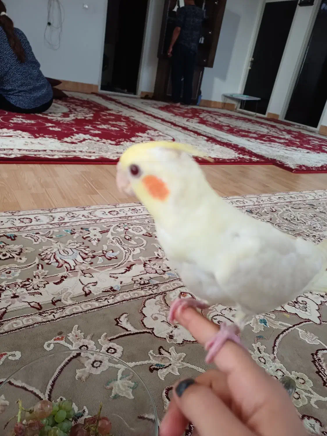 عروس هلندی گمشده در مهریز|پرنده|مهریز, |دیوار