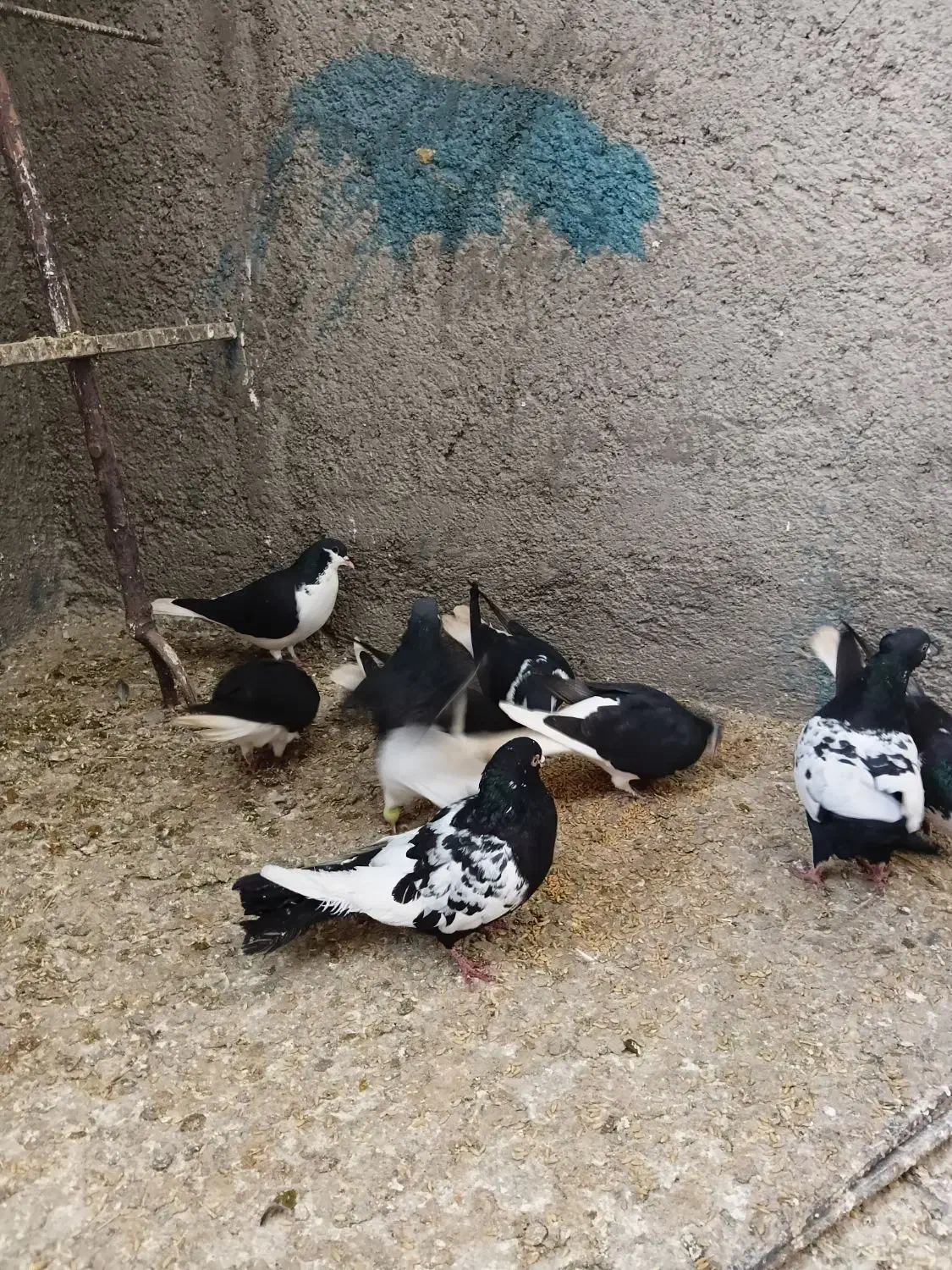 کبوتر رنگی|پرنده|قیدار, |دیوار