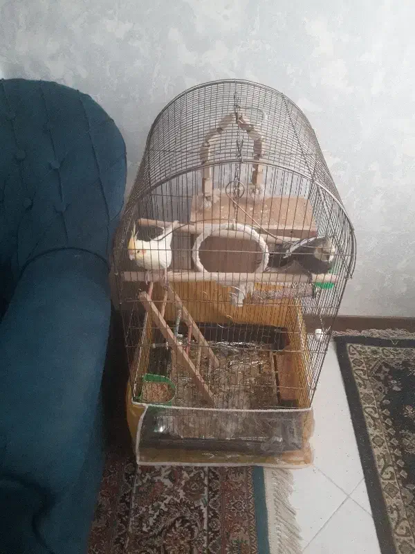 پرنده|پرنده|گلبهار, شهر جدید گلبهار|دیوار