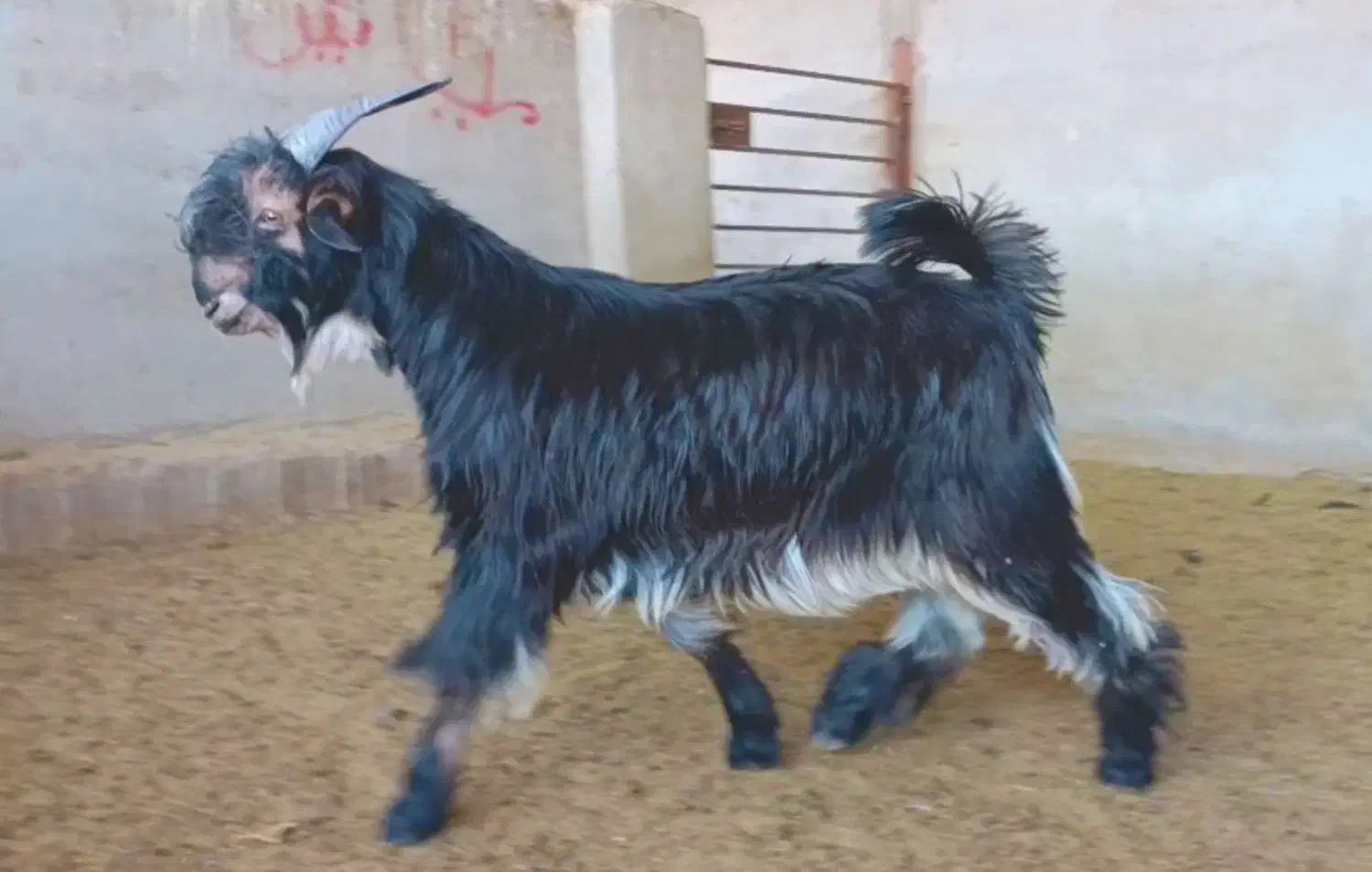 کهره خلج ترکی عتیقه استخوان دار|حیوانات مزرعه|شیراز, علی آباد|دیوار