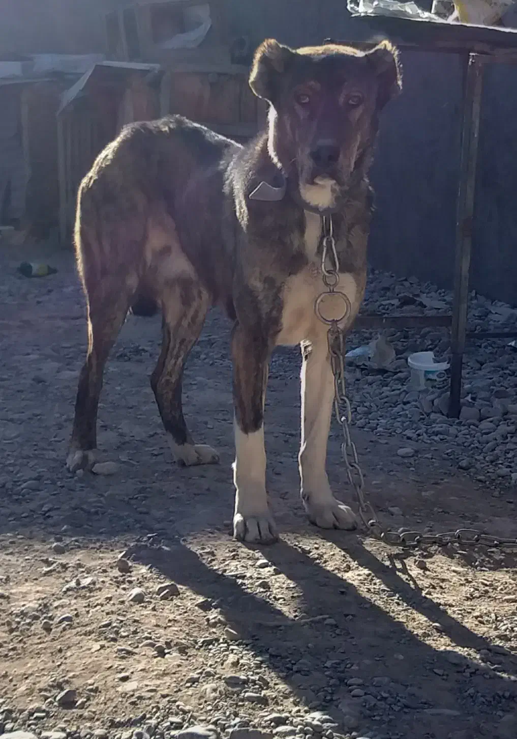 سگ گله ای .پژدر اصیل|سگ|مشهد, الهیه|دیوار