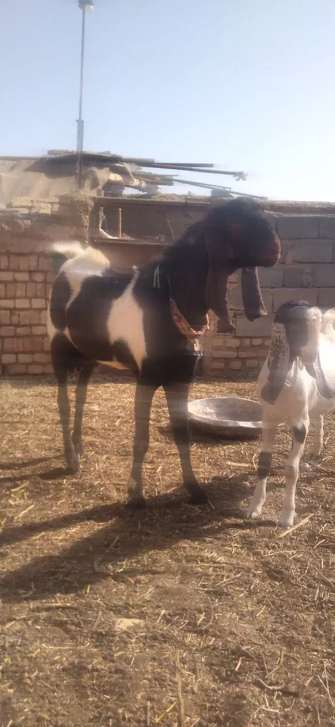 نر بز پاکستانی|حیوانات مزرعه|شهرآباد, |دیوار