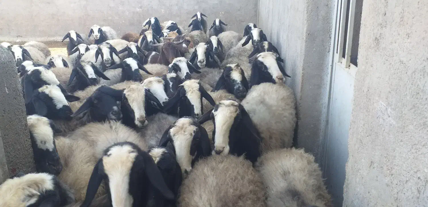 میش های اصیل شال|حیوانات مزرعه|اسفرورین, |دیوار