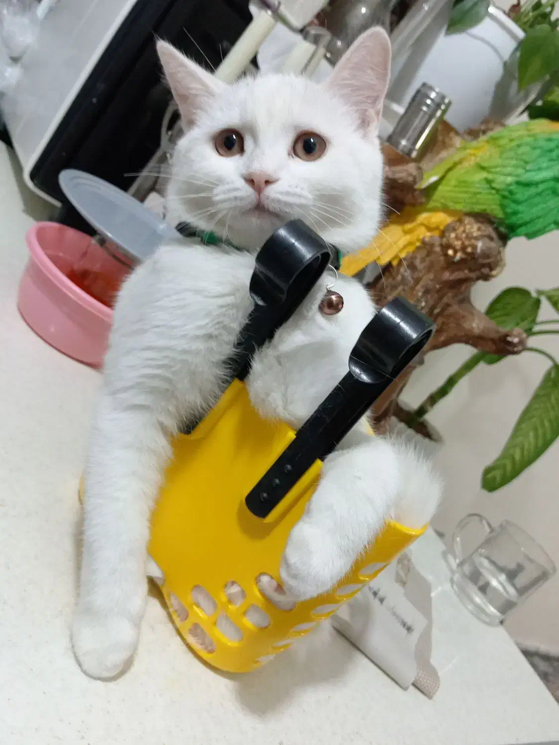 واگذاری گربه اسکاتیش|گربه|تایباد, |دیوار