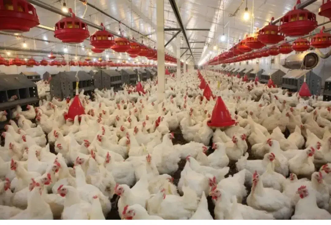 استخدام نیرو کار با حقوق و مزایای خوب|استخدام صنعتی، فنی، مهندسی|بیرجند, |دیوار