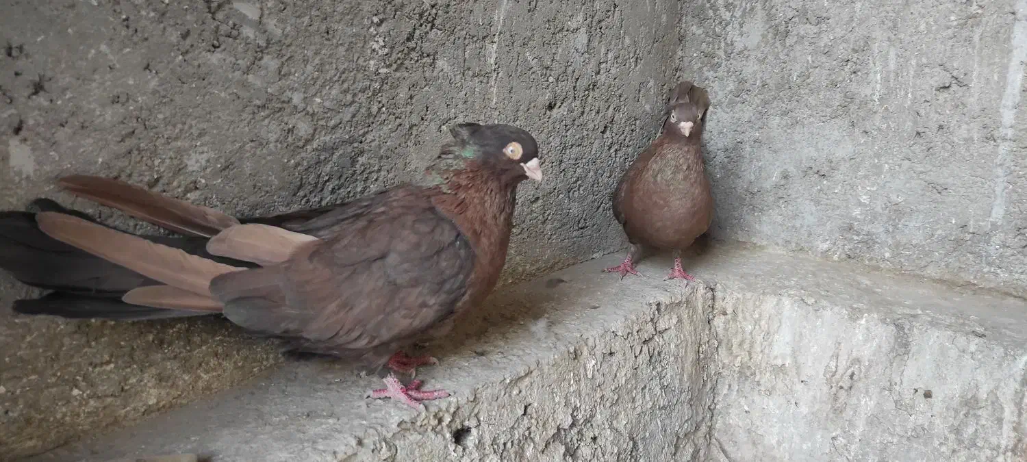 کبوتر سرابی|پرنده|برخوار, |دیوار