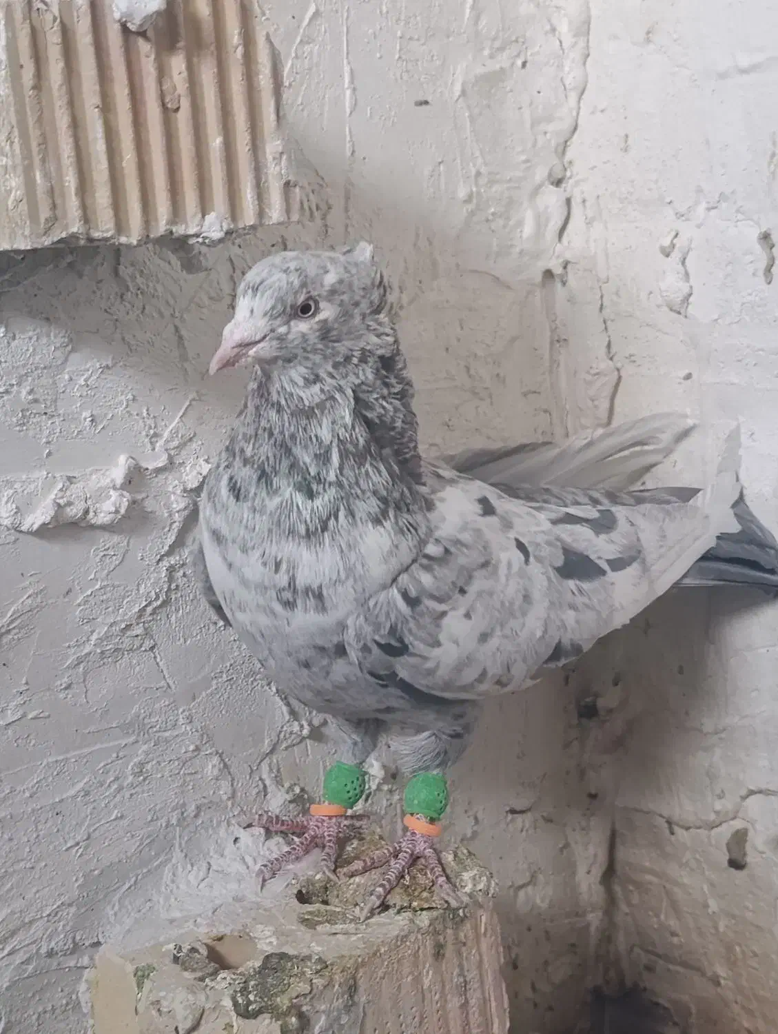 کفتر  هوایی|پرنده|مرودشت, شهرک مهدیه|دیوار