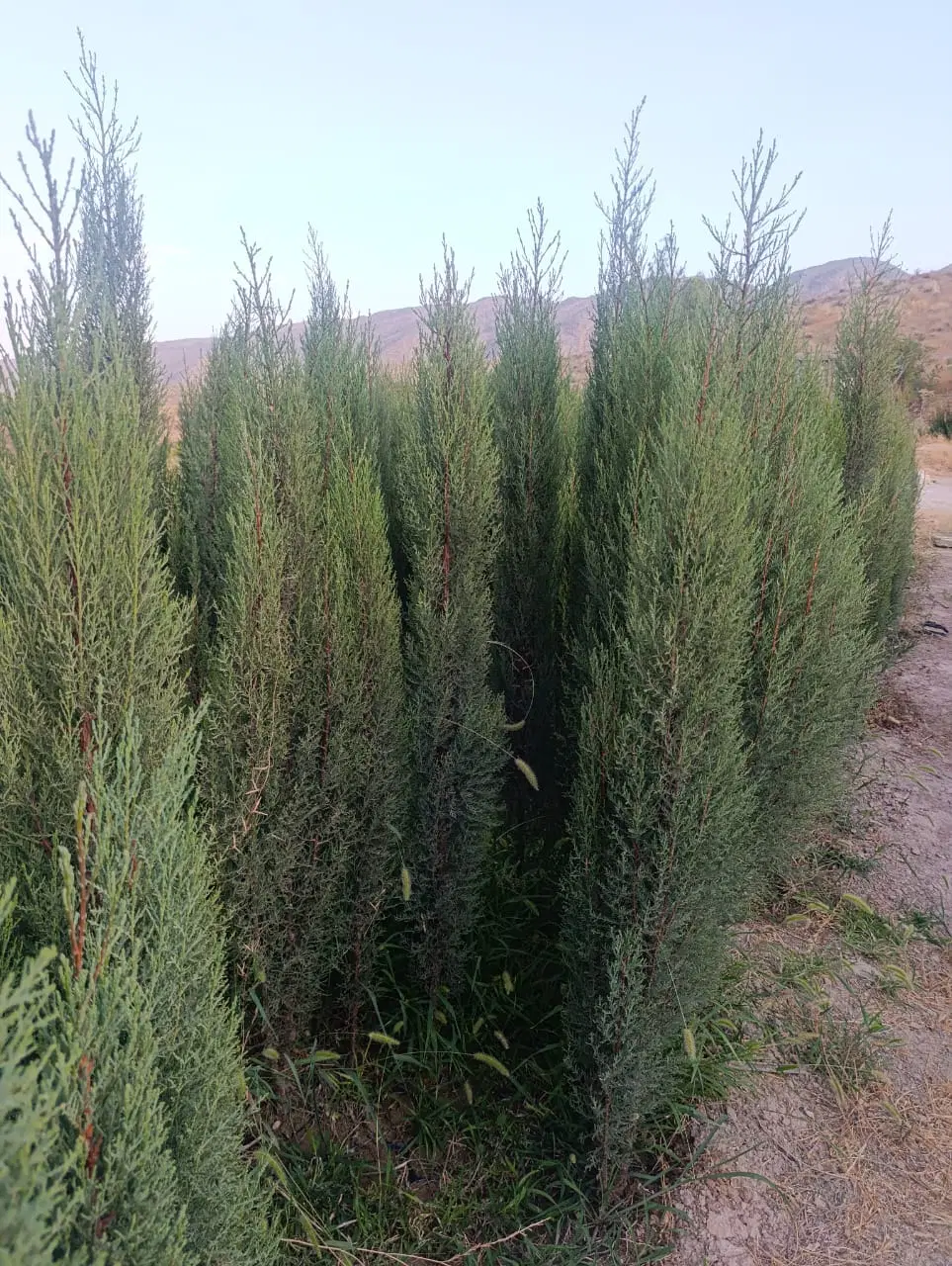سرو ناز شیراز (اصلی)|گل و گیاه طبیعی|شیراز, سلطان آباد|دیوار