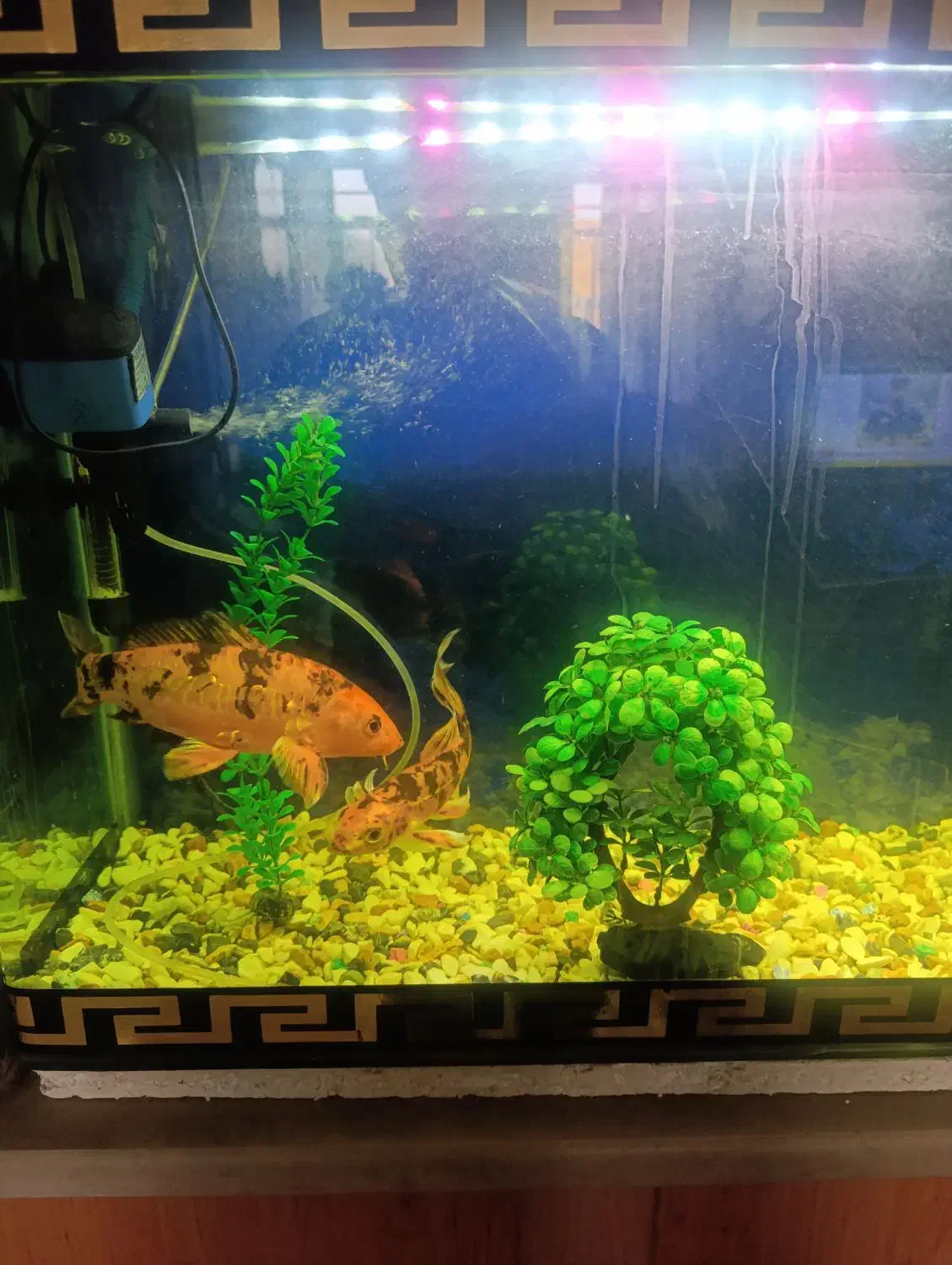 اکواریم با چند عدد ماهی فروشی|ماهی|کاشان, ولیعصر|دیوار