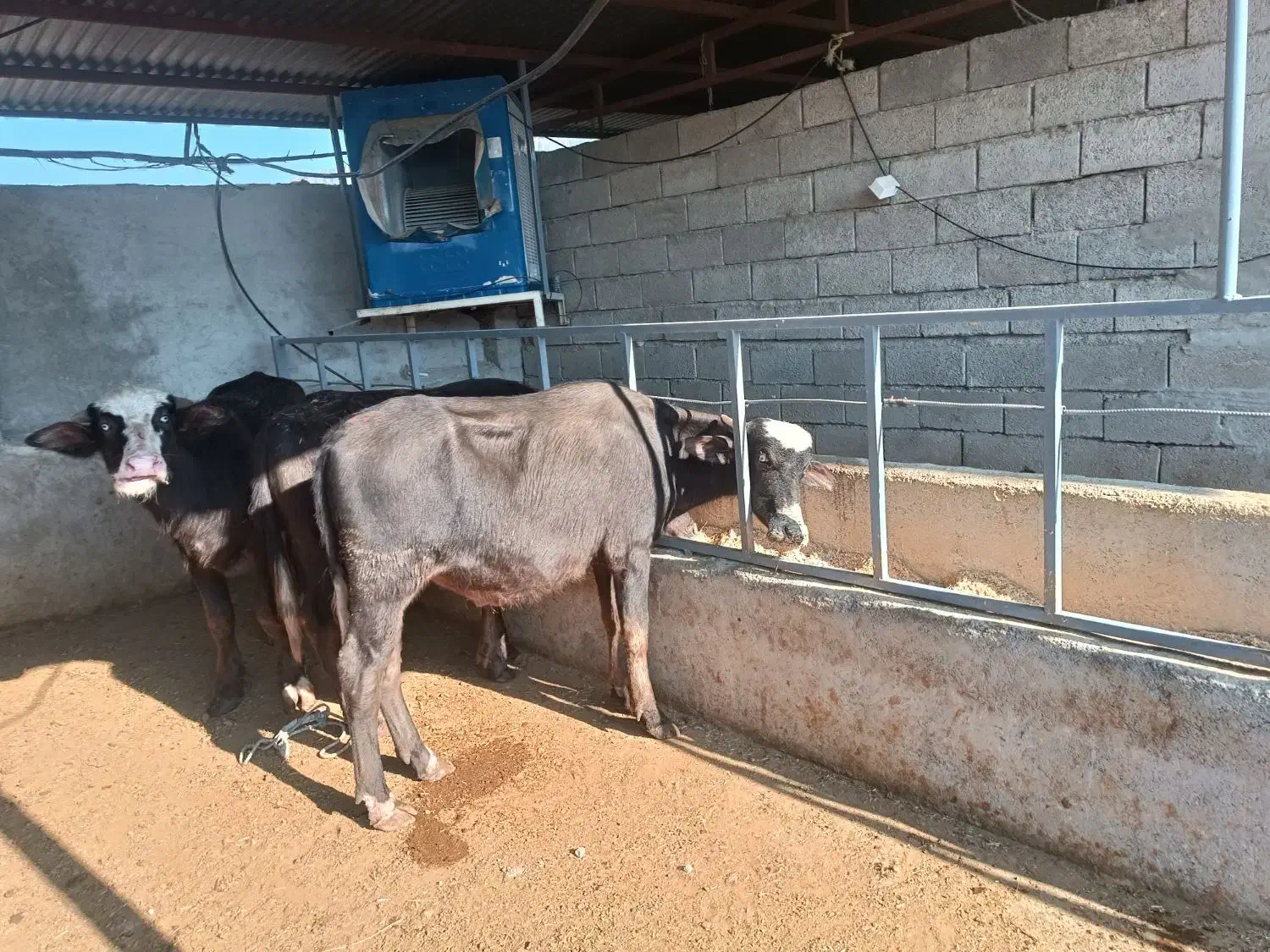 سه راس گوساله گاومیش نر درجه یک|حیوانات مزرعه|جره و بالاده, |دیوار