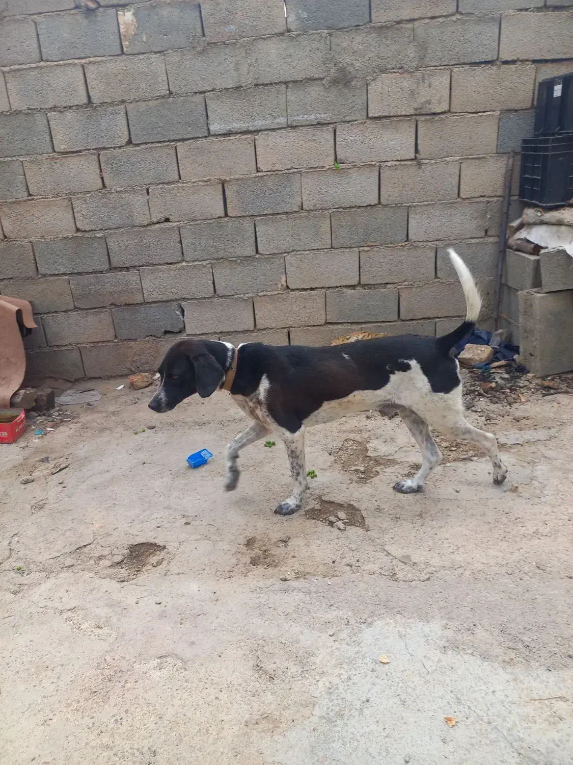 توله دنبلانی عالی|سگ|دوزین, |دیوار