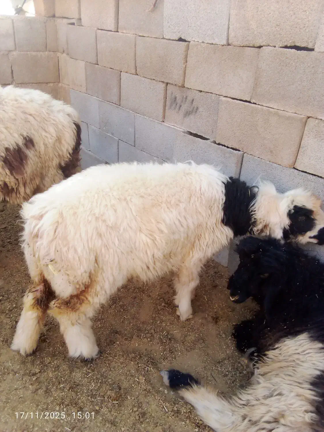 سلام دوتا کوه چاق|حیوانات مزرعه|ایذه, |دیوار