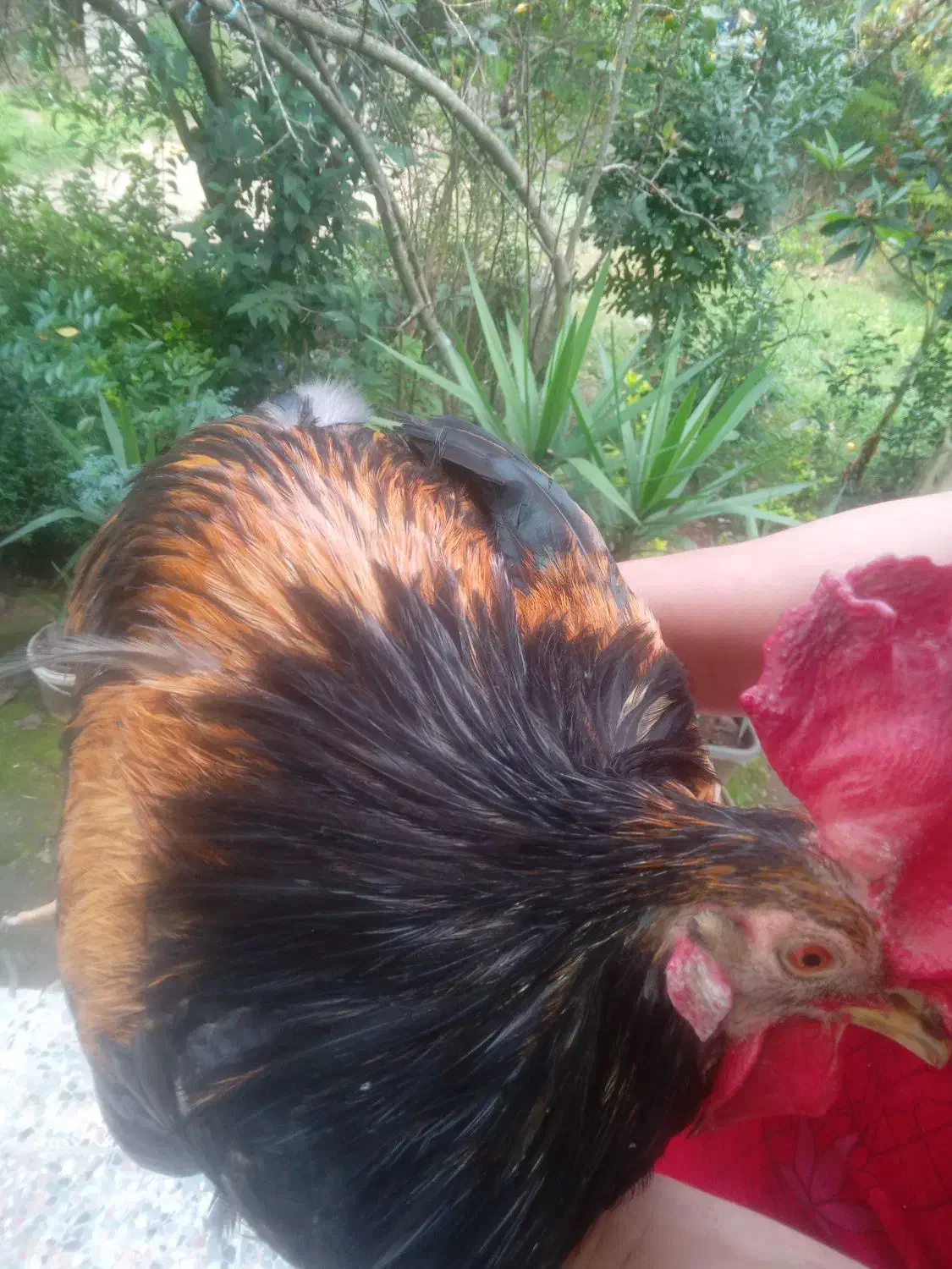 خروس|حیوانات مزرعه|کلاچای, |دیوار