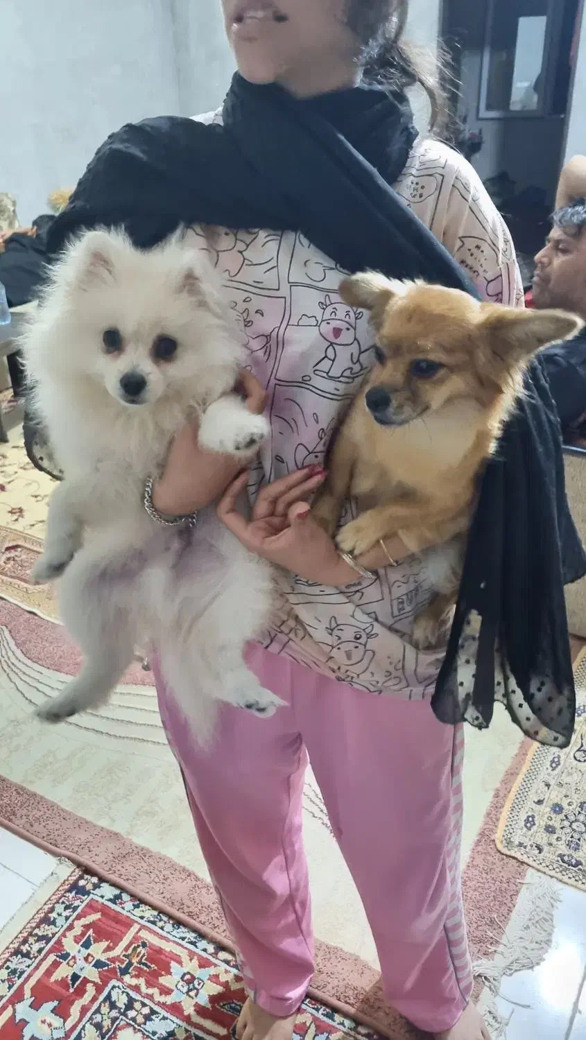 سگ پامرنین حیوانات|سگ|بندر انزلی, متروپل|دیوار