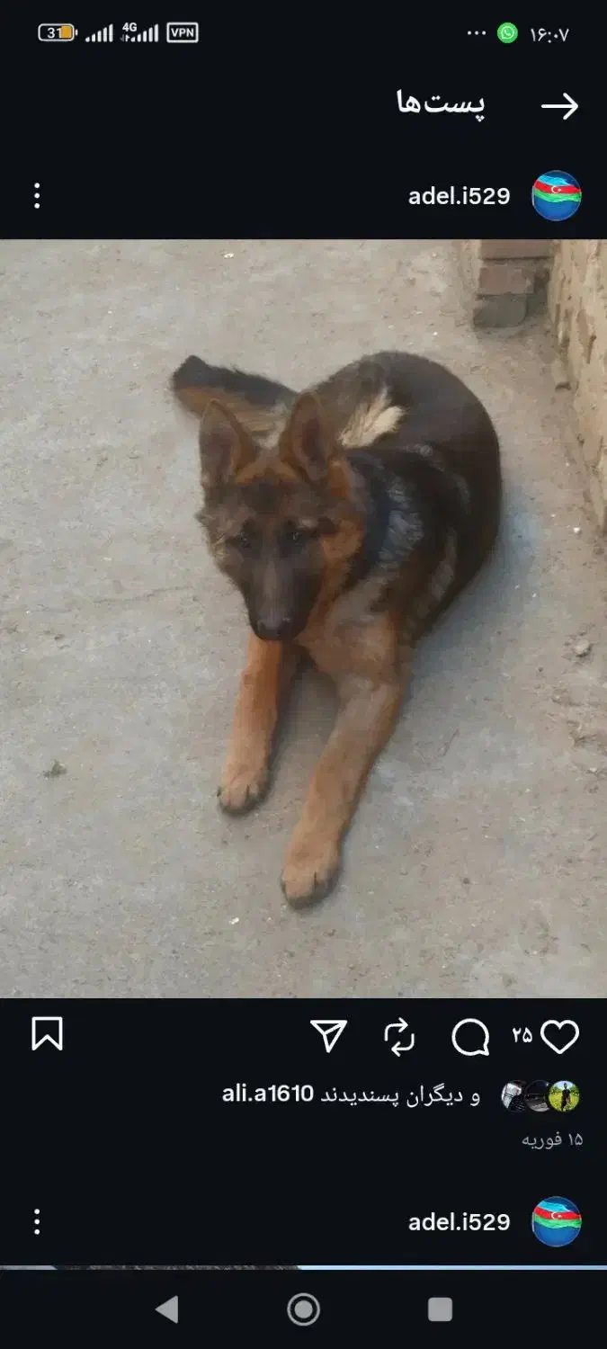 سگ ژرمن|سگ|نقده, |دیوار