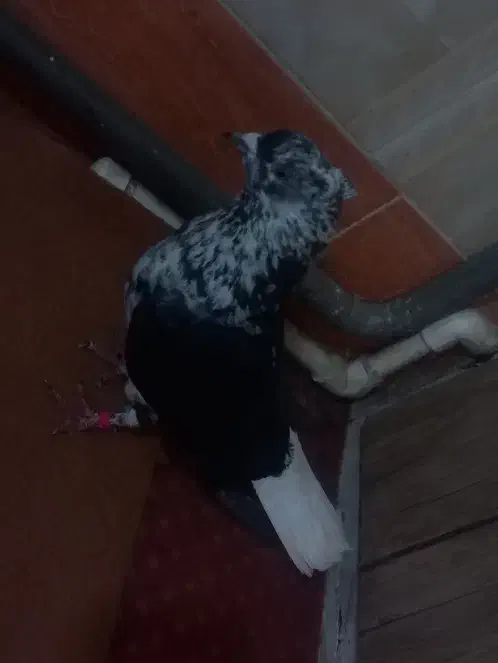 کبوترجفت|حیوانات|مرند, |دیوار