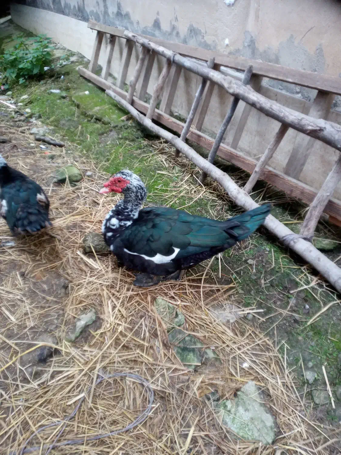 مرغ و خروس|حیوانات مزرعه|لاهیجان, آهندان|دیوار