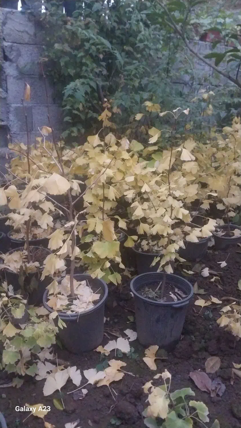 فروش گیاه ژینکو|گل و گیاه طبیعی|رحیمآباد, |دیوار