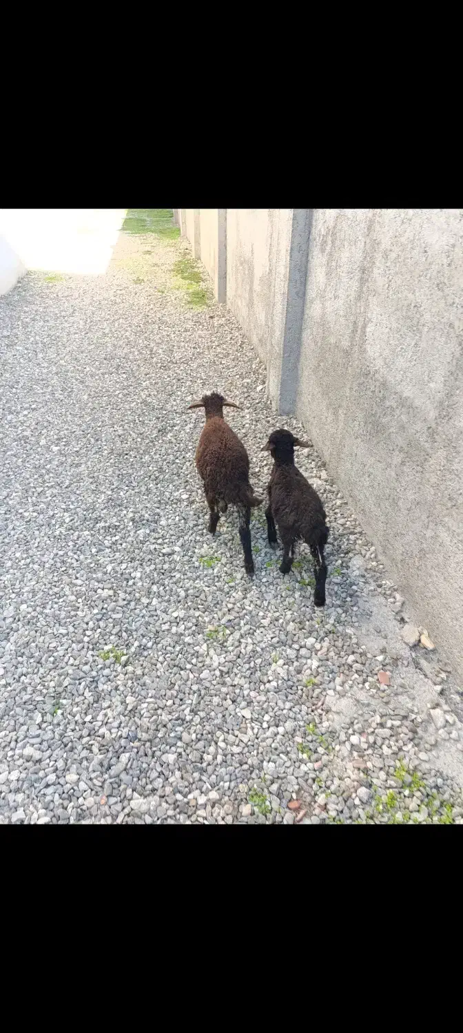 ۲ تا بره افشار|حیوانات مزرعه|گنبد کاووس, |دیوار