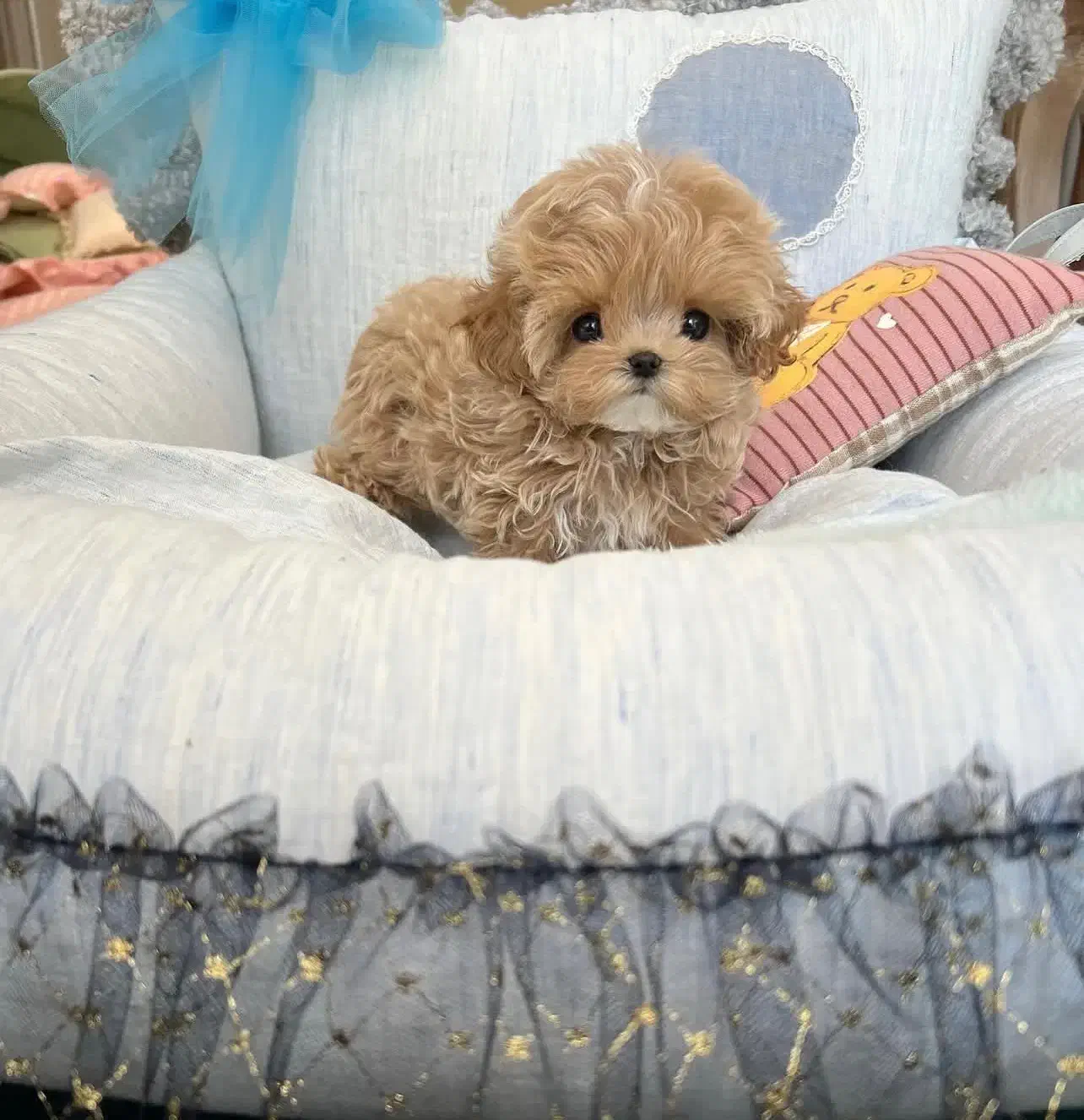 پودل مالتیز مالتیپو مینیاتوری|سگ|تهران, منیریه|دیوار