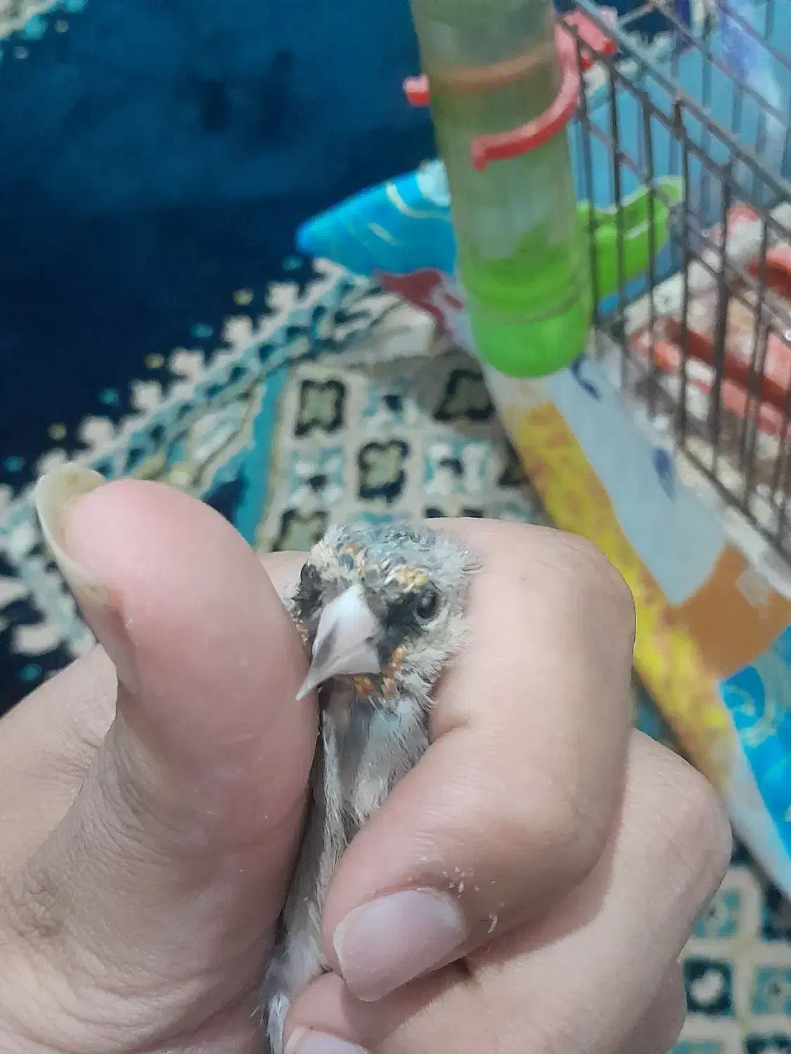 سهره دهبکری|پرنده|جیرفت, |دیوار