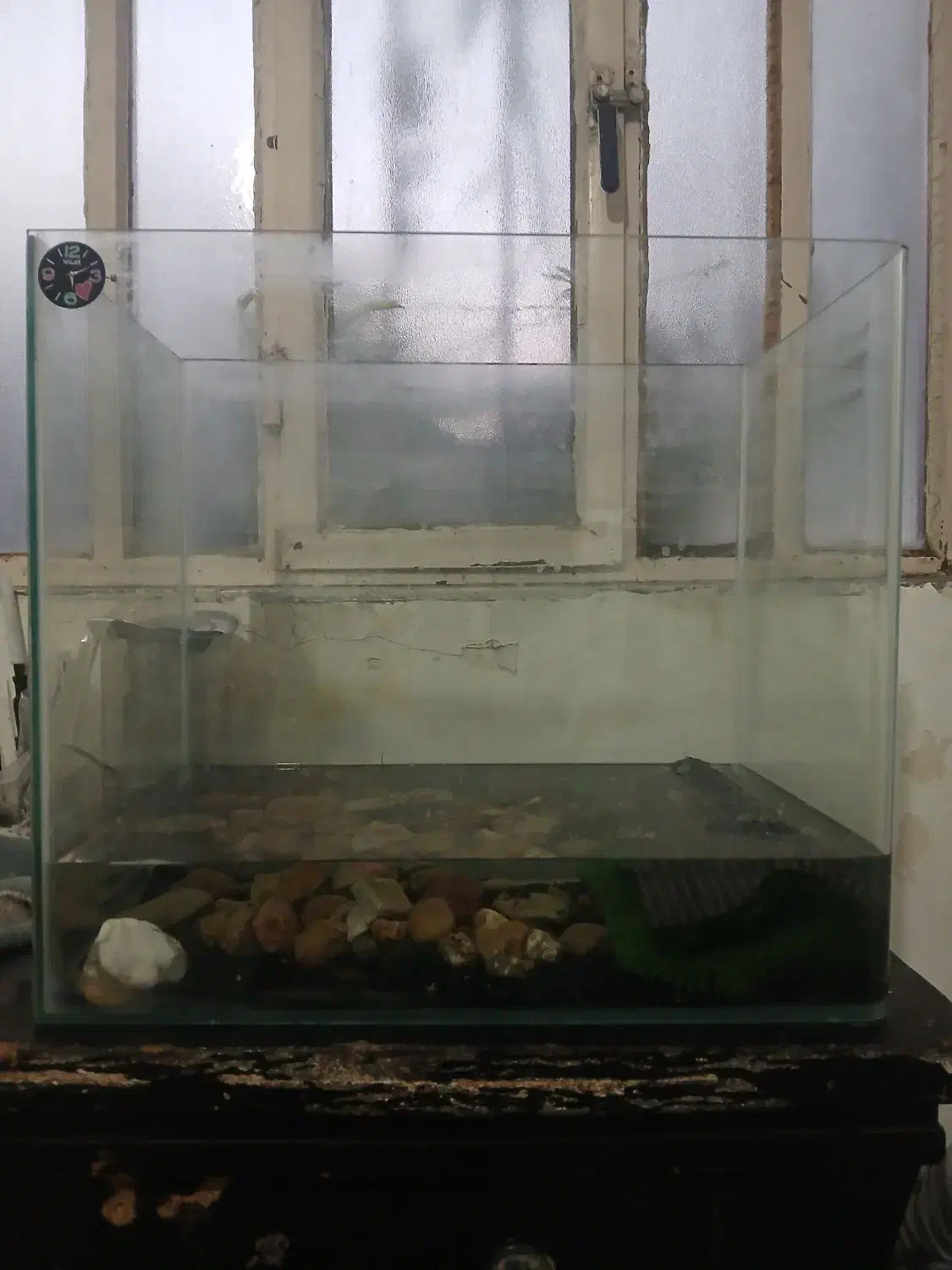 اکوایوم با ماهی|ماهی|خرم‌آباد, |دیوار