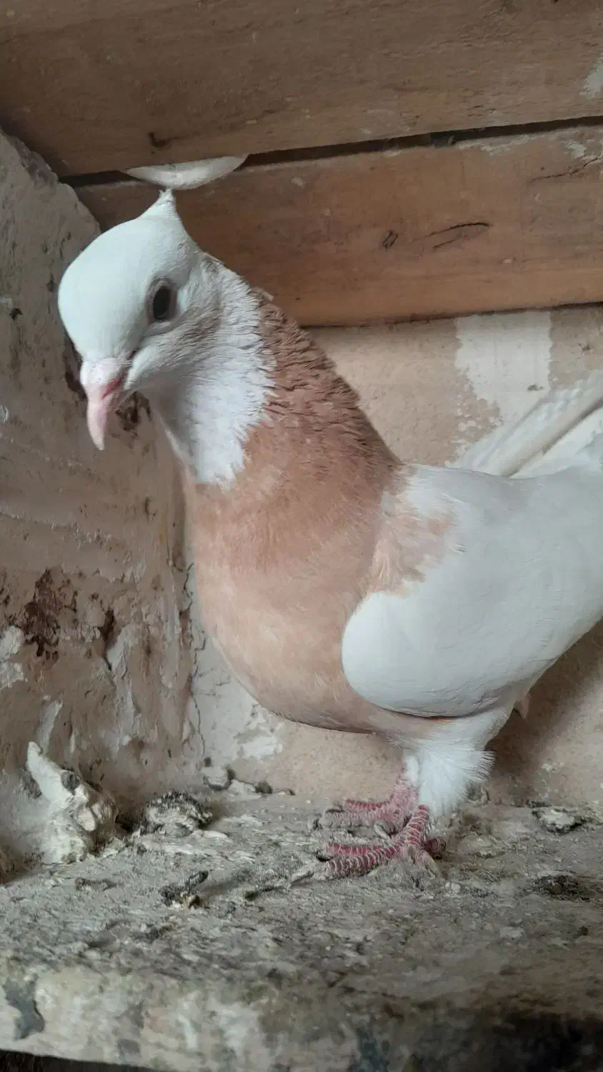 طوقی ماده|پرنده|ملکان, |دیوار