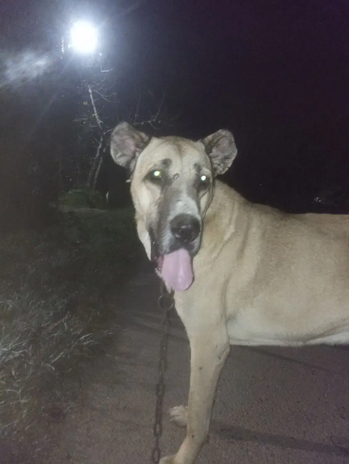 قیمت مناسب|سگ|لاهیجان, گلستان|دیوار