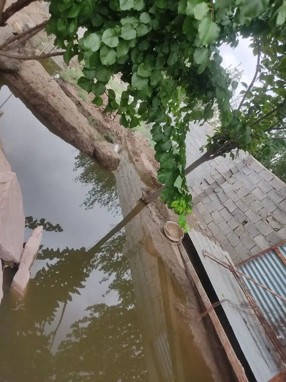 باغچه و ویلایی برا پروزش دام و طیور|اجارهٔ خانه و ویلا|ماهدشت, |دیوار