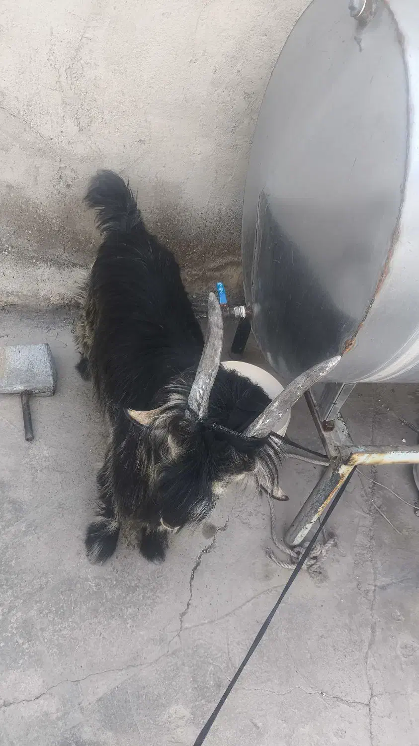 بیگ|حیوانات مزرعه|مسجد سلیمان, |دیوار