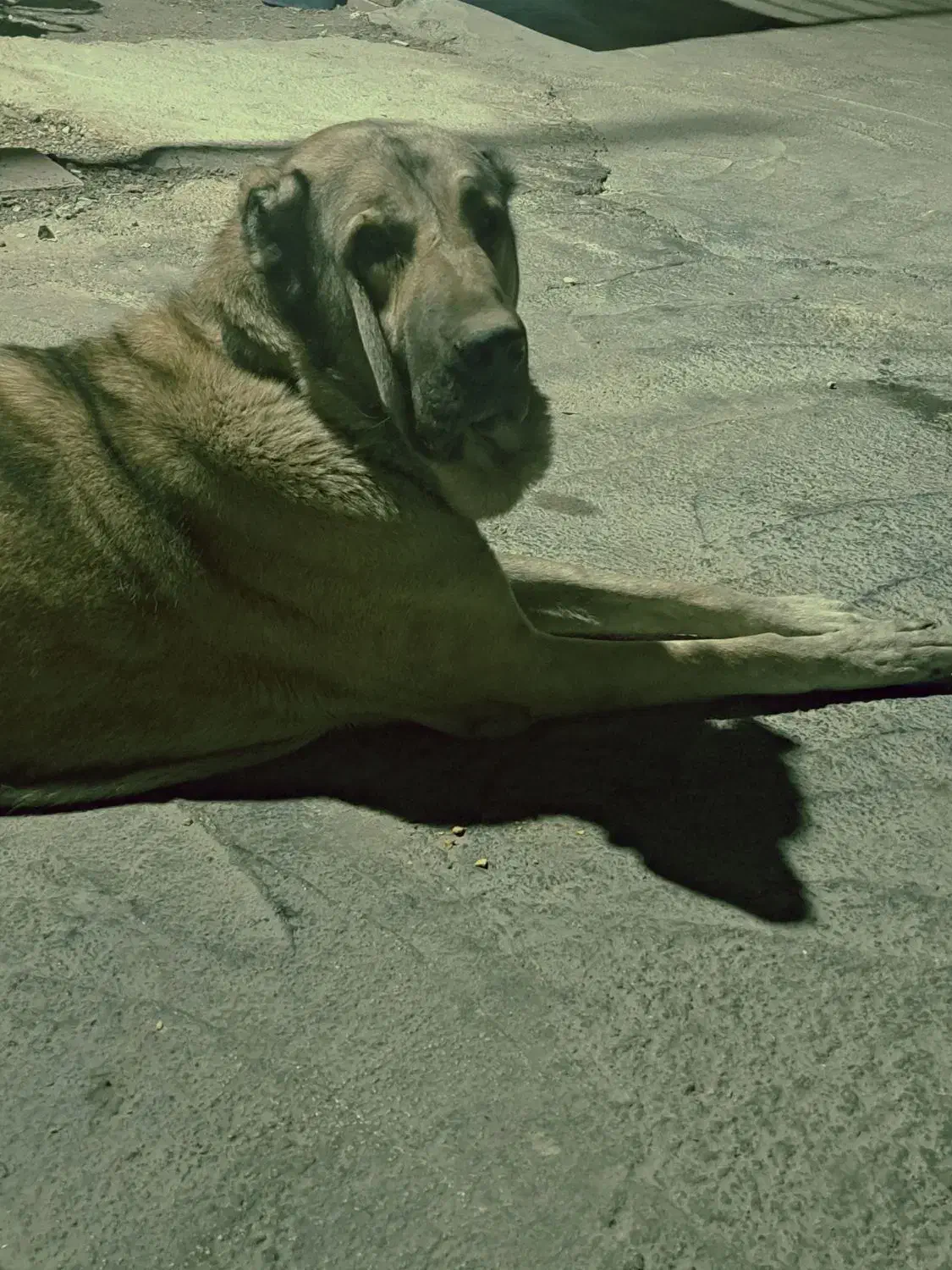 سگ عراقی نر ۲ساله|سگ|شبستر, |دیوار